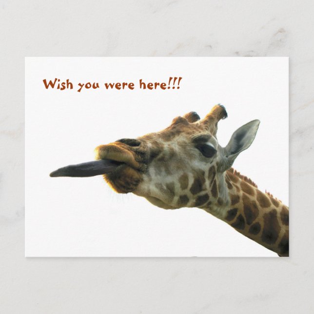 Postcard - Giraffe (Front)