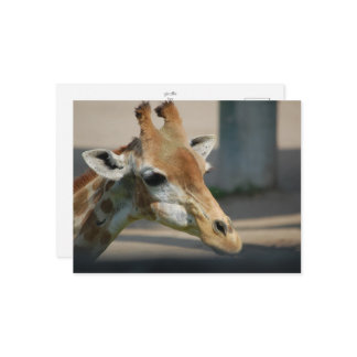 postcard _ giraffe
