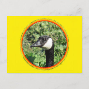 Postcard - Goose Portrait