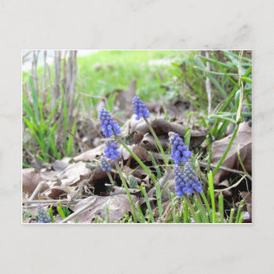 Postcard - Grape Hyacinth