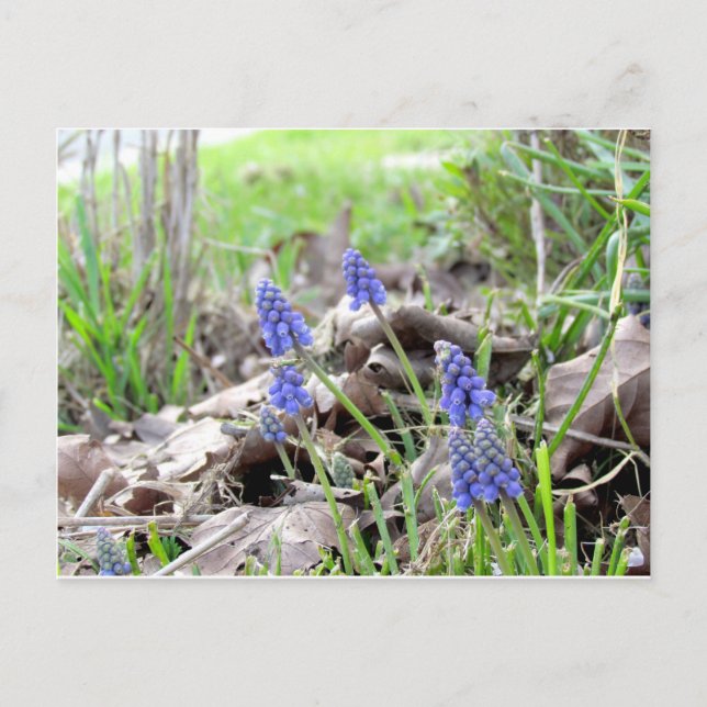 Postcard - Grape Hyacinth (Front)