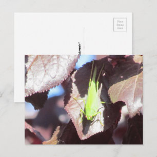 Postcard - Grasshopper in Tree