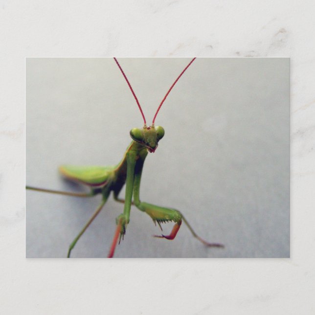 Postcard, Green Praying Mantis Insect Photo Postcard (Front)