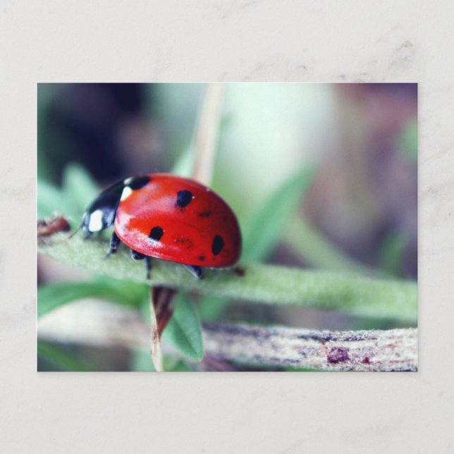 Postcard "Harriet" (Front)