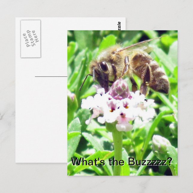 Postcard - Honeybee profile (Front/Back)