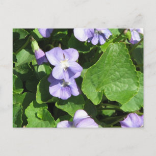 Postcard Horizontal Template - Customized