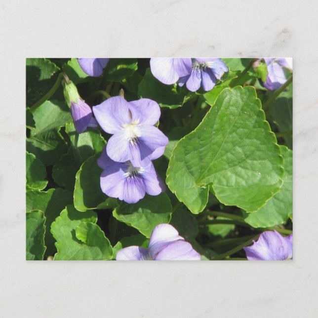 Postcard Horizontal Template - Customized (Front)