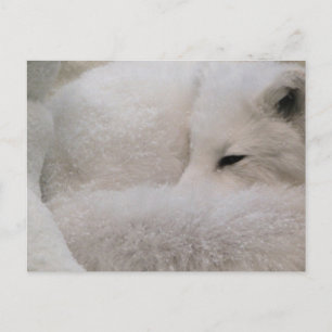 Postcard Horizontal Template - Customized