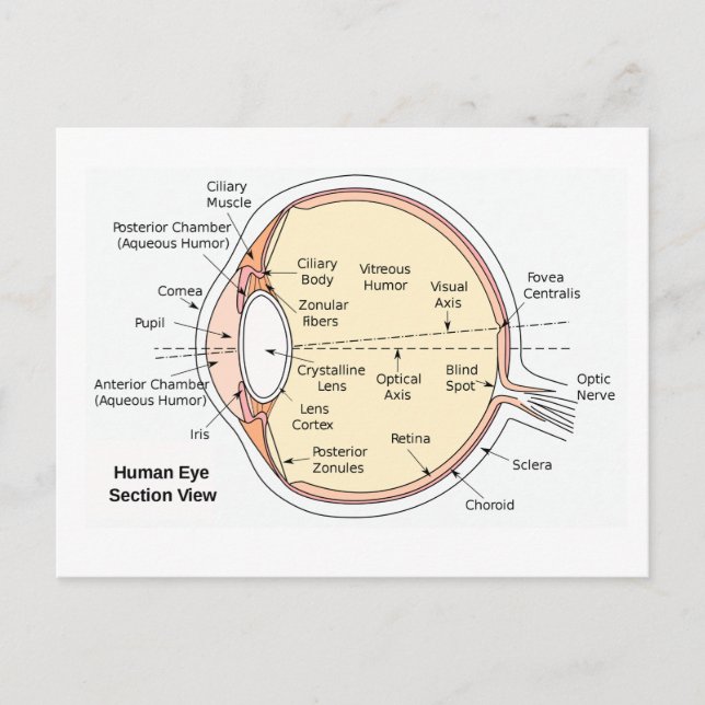 Postcard Human Eye Ball Anatomical Diagram (Front)