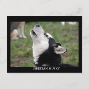 postcard husky