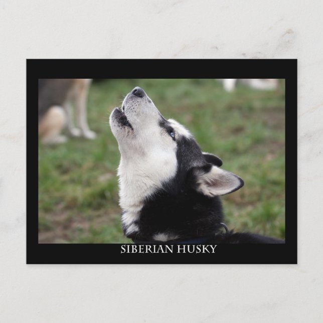 postcard husky (Front)