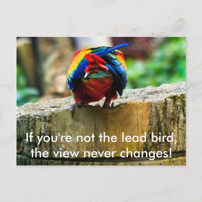 Postcard, If you're not the lead bird, Postcard (Front)