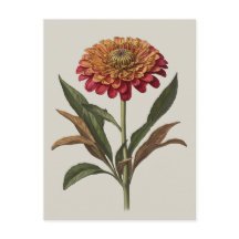 Postcard illustration of a Zinnia