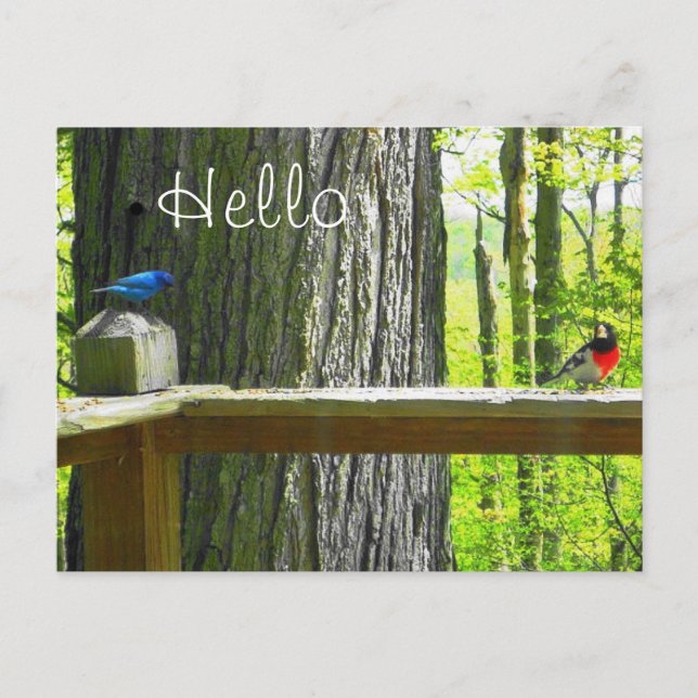 Postcard Indigo Bunting & Rose Breasted Grosbeak (Front)