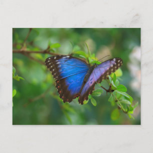 Postcard-Insects-A Blue Butterfly Postcard