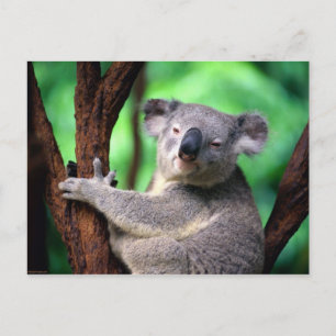 Postcard-Koala Bear Postcard