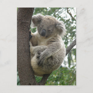Postcard Koalas QLD Australia