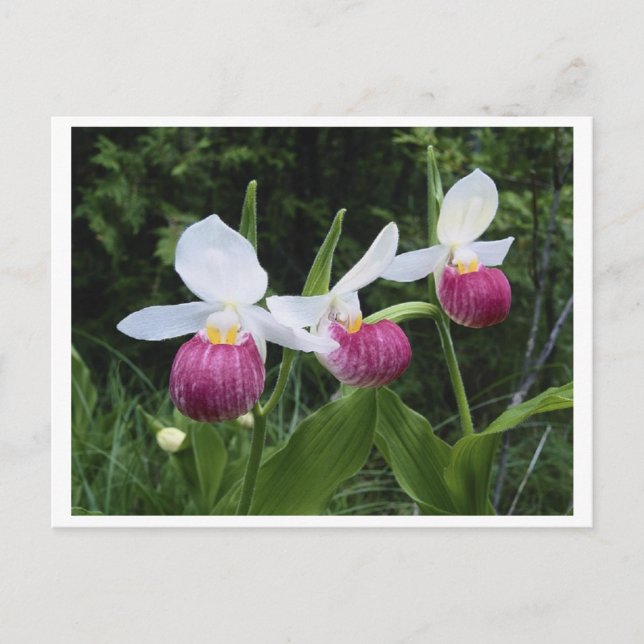 Postcard-Lady Slipper Orchid Postcard (Front)