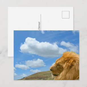 Postcard - Lion Portrait