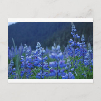 postcard lupine