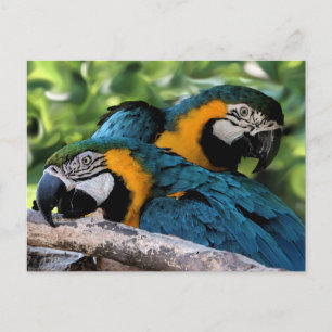 Postcard/Macaws Postcard