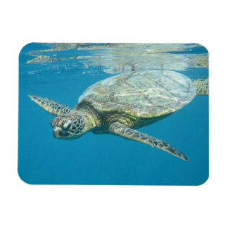 Postcard Magnet