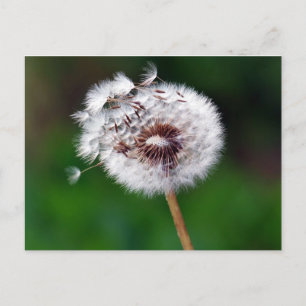 Postcard - Make a Wish