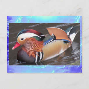 Postcard- Mandarin Duck Postcard