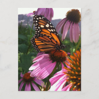 Postcard - Monarch Butterfly on Coneflower