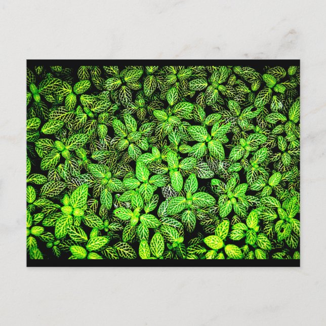 Postcard-Nature-Leaves Gallery-16 Postcard (Front)