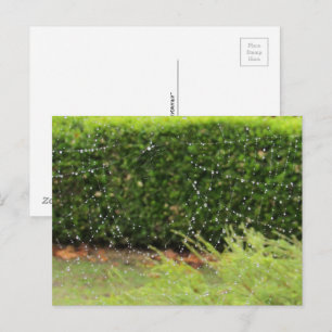 Postcard - Nature's Web