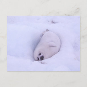 Postcard of a seal stuck in the snow