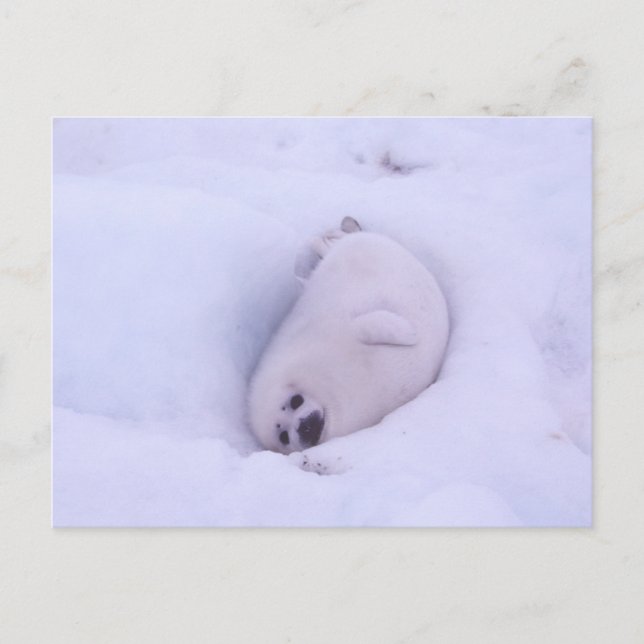 Postcard of a seal stuck in the snow (Front)
