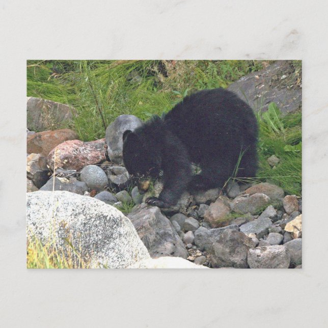 Postcard of  black bear cub in Yellowstone (Front)