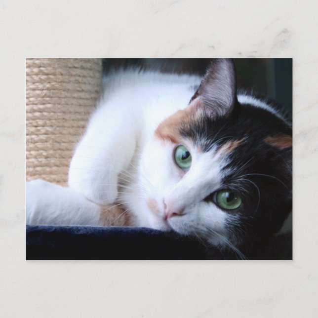 Postcard of cat with scratching post. (Front)