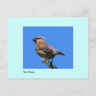Postcard of Cedar Waxwing