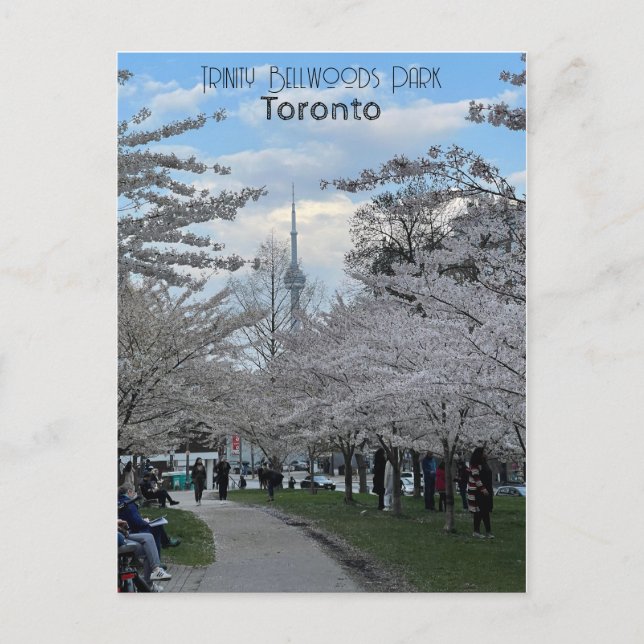 Postcard of cherry blossoms in Trinity Bellwoods (Front)