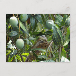 Postcard of Iguana in Mango Tree