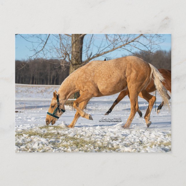 Postcard of Lugos getting take-out (Front)