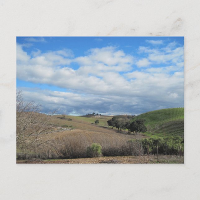 Postcard of Paso Robles Vineyard in January (Front)