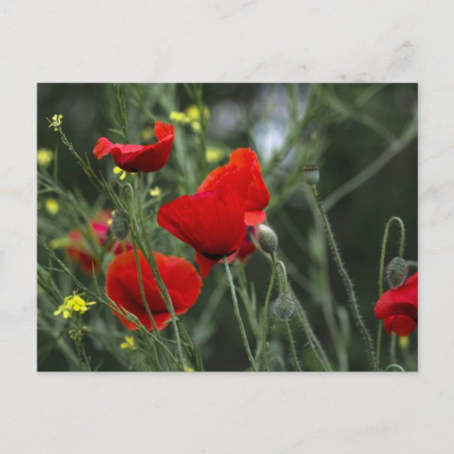 Postcard Of Poppies In Nature (Front)