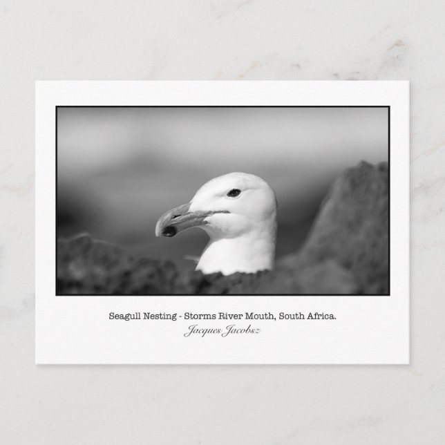 Postcard of Seagull Nesting (Front)