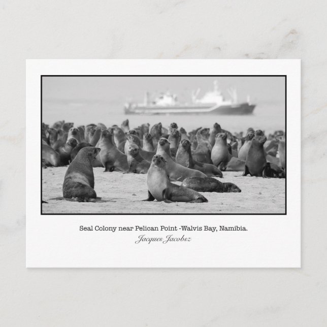Postcard of Seal Colony (Front)