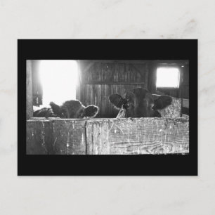 Postcard  of  Surprised Cows.