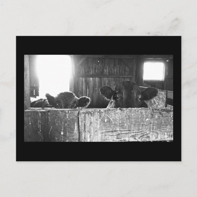 Postcard  of  Surprised Cows. (Front)