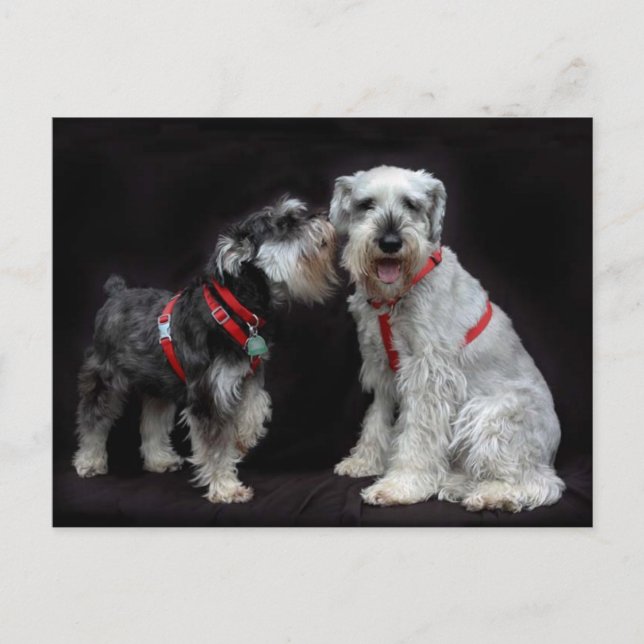 Postcard of Two Schnauzers (Front)