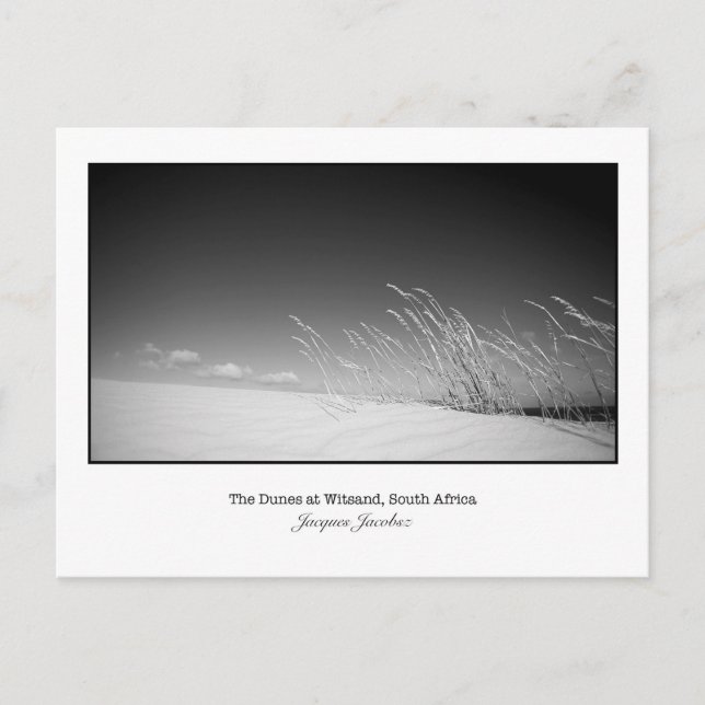 Postcard of wild grasses on dune. (Front)