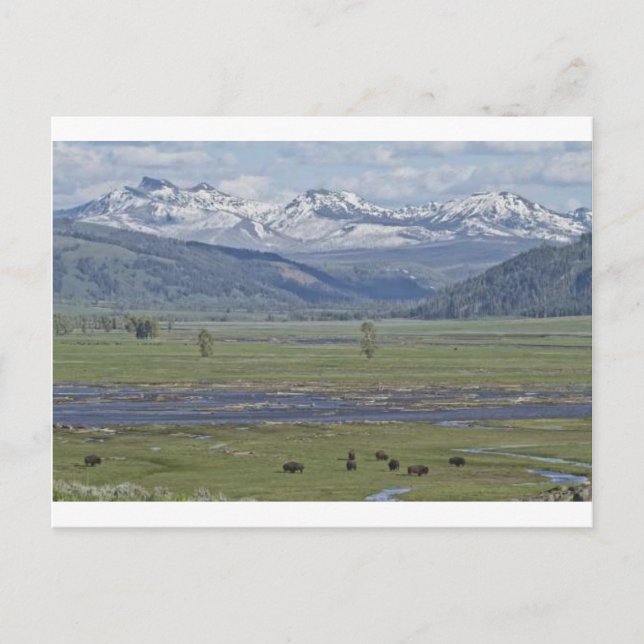 Postcard of Yellowstone National Park (Front)