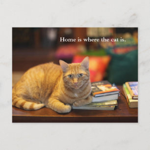 Postcard Orange Cat