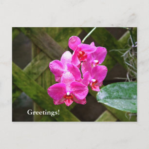 Postcard - Orchid
